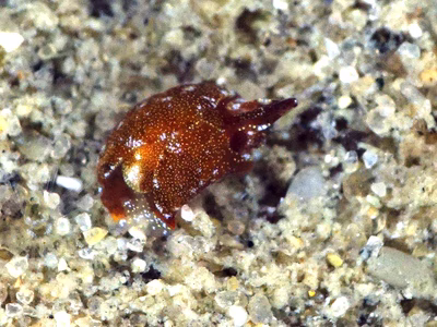 Sagaminopteron pohnpei - Sagaminopteron pohnpei