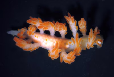 Doto rosacea - Doto rosacea