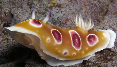Chromodoris geminus - Chromodoris geminus