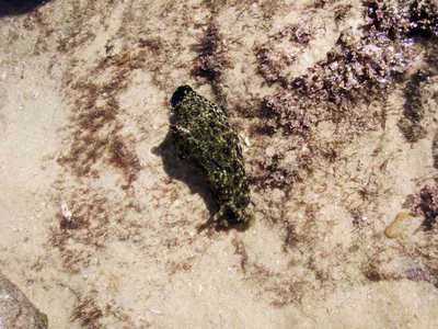 Aplysia argus - Aplysia argus