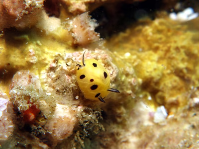 Halgerda brunneomaculata - Halgerda brunneomaculata