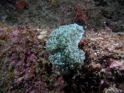 Marionia glama - Marionia glama