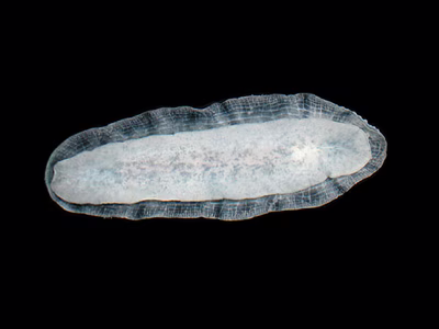 Phyllidia picta - Phyllidia picta