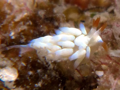 Tenellia sp. 13 - Tenellia sp. 13