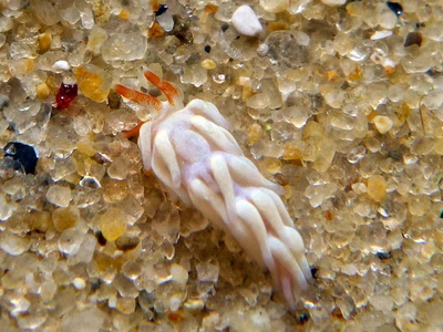 Tenellia sp. 24 - Tenellia sp. 24