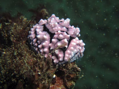 Phyllidiella cooraburrama - Phyllidiella cooraburrama