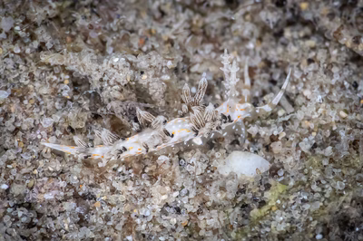 Facelina bourailli - Facelina bourailli