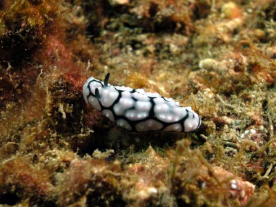 Phyllidiella lizae - Phyllidiella lizae
