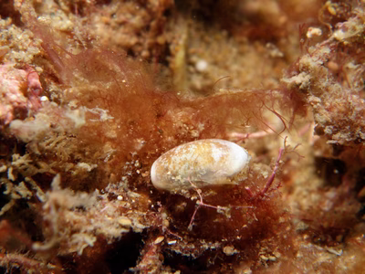 Atys sp. 6 - Atys sp. 6