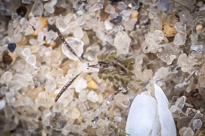 Costasiella sp. 6 - Costasiella sp. 6