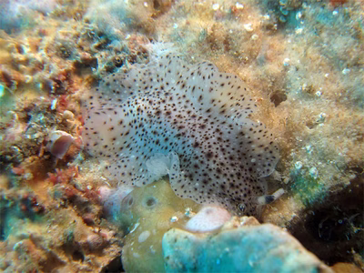 Dendrodoris albobrunnea - Dendrodoris albobrunnea