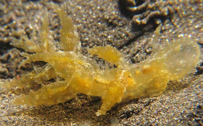 Melibe megaceras - Melibe megaceras