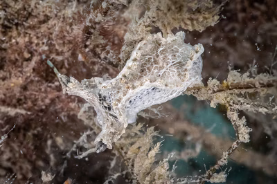 Lomanotus sp. 5 - Lomanotus sp. 5