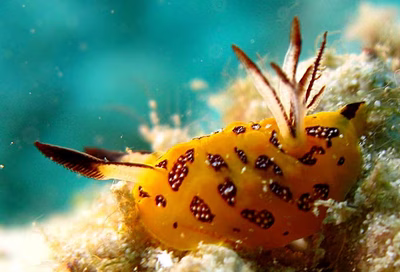 Halgerda indotessellata - Halgerda indotessellata