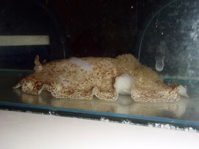 Platydoris sabulosa - Platydoris sabulosa