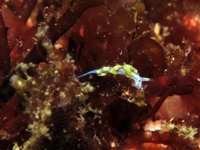 Tenellia sp. 16 - Tenellia sp. 16