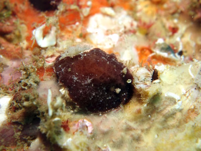 Thordisa tahala - Thordisa tahala