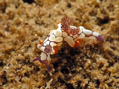 Trapania scurra - Trapania scurra