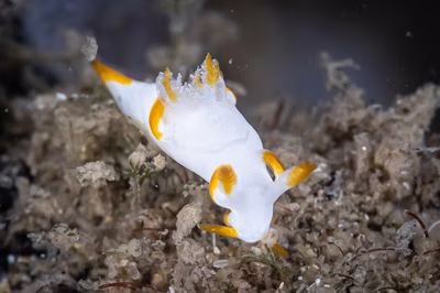 Trapania aurata - Trapania aurata