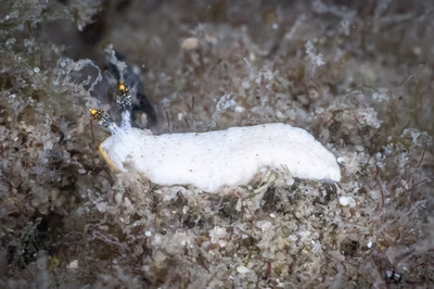 Dermatobranchus sp. 7 - Dermatobranchus sp. 7