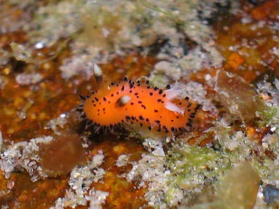 Crimora edwardsi - Crimora edwardsi