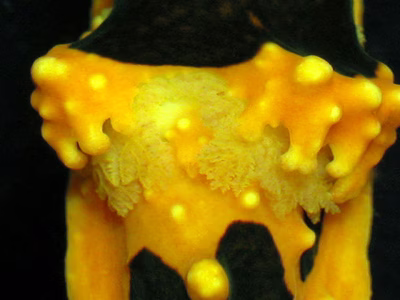 Aegires gardineri - Aegires gardineri