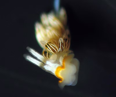 Tenellia puellula - Tenellia puellula