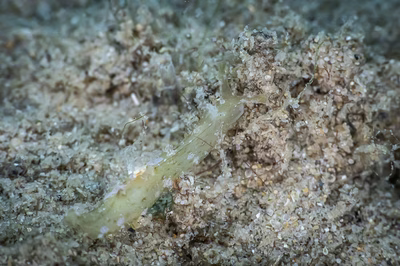 Phyllaplysia sp. 4 - Phyllaplysia sp. 4