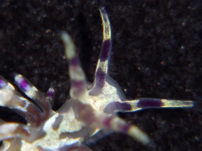 Abronica purpureoanulata - Abronica purpureoanulata