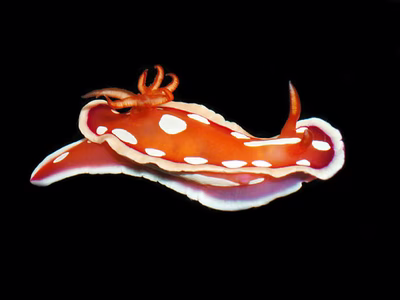 Hypselodoris babai - Hypselodoris babai