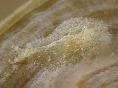 Phyllaplysia lafonti - Phyllaplysia lafonti