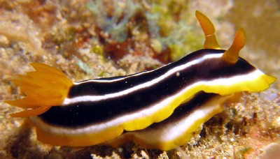 Chromodoris africana - Chromodoris africana