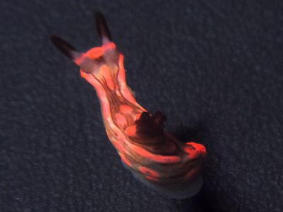 Nembrotha rosannulata - Nembrotha rosannulata