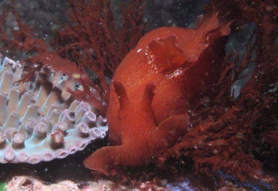 Aplysia extraordinaria - Aplysia extraordinaria