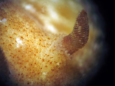 Discodoris sp. 4 - Discodoris sp. 4