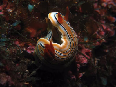 Chromodoris colemani - Chromodoris colemani