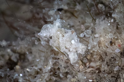 Niparaya sp. 11 - Niparaya sp. 11