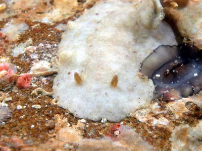 Paradoris dubia - Paradoris dubia