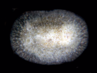 Onchidoris maugeansis - Onchidoris maugeansis