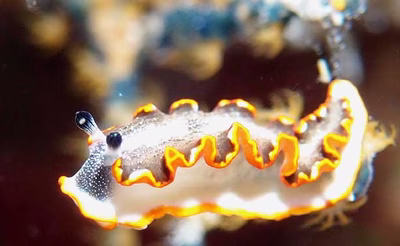 Dermatobranchus sp. 1 - Dermatobranchus sp. 1