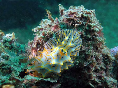 Halgerda sp. 3 - Halgerda sp. 3