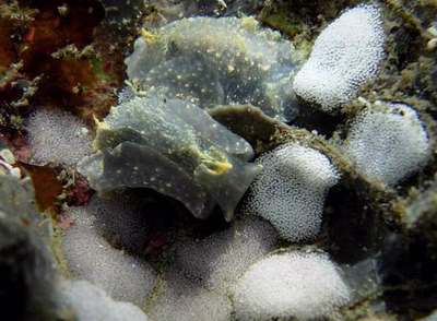 Sagaminopteron nigropunctatum - Sagaminopteron nigropunctatum