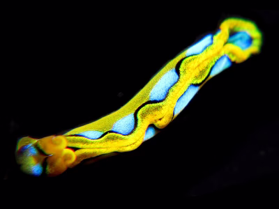 Thuridilla sp. 3 - Thuridilla sp. 3