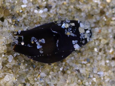 Melanochlamys queritor - Melanochlamys queritor