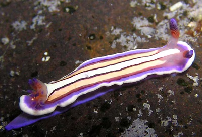 Mexichromis lemniscata - Mexichromis lemniscata