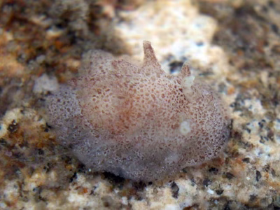 Okenia plana - Okenia plana