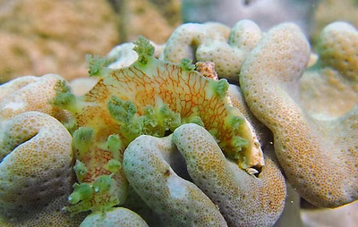 Marionia elongoreticulata - Marionia elongoreticulata