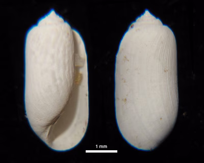 Tornatina sp. 6 - Tornatina sp. 6
