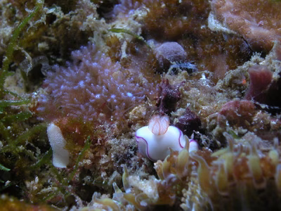 Thorunna daniellae - Thorunna daniellae