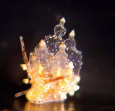 Eubranchus sp. 2 - Eubranchus sp. 2